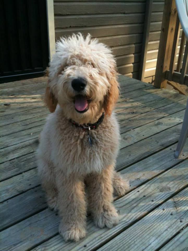 A happy goldendoodle at home