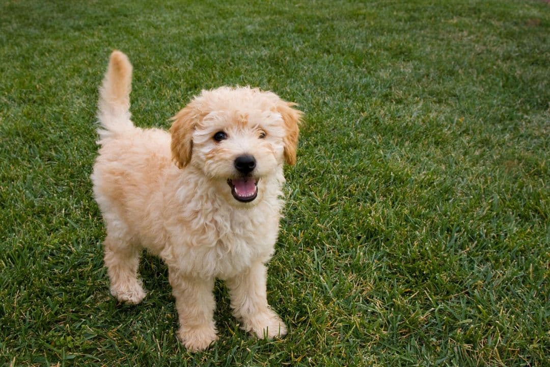 Goldendoodle puppy playing in the yard