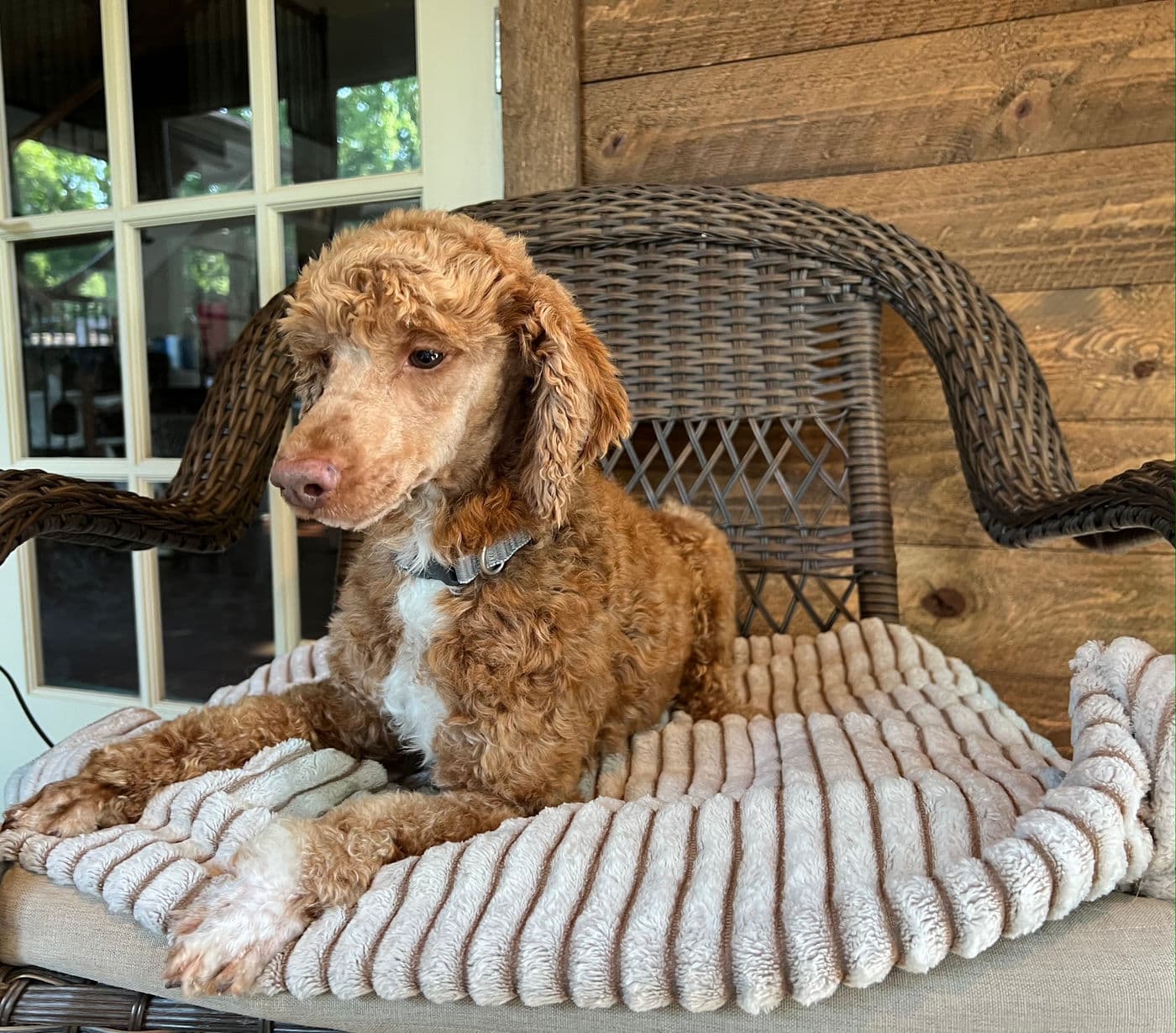 Leo, one of our poodle puppy dads
