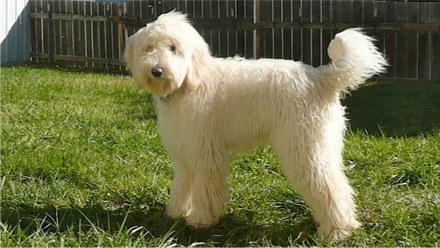 Bernedoodles