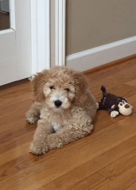 Apricot doodle puppy with a favorite toy