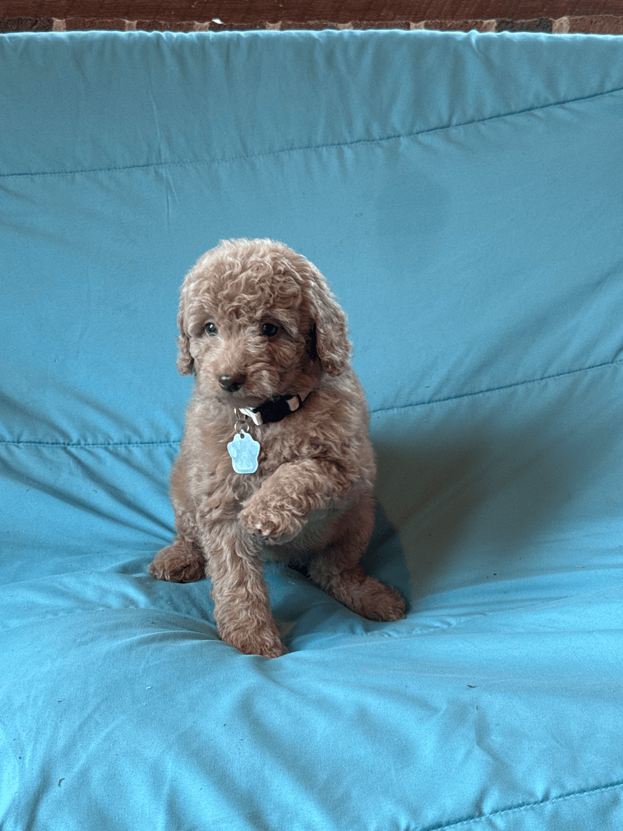 Zoe, a goldendoodle